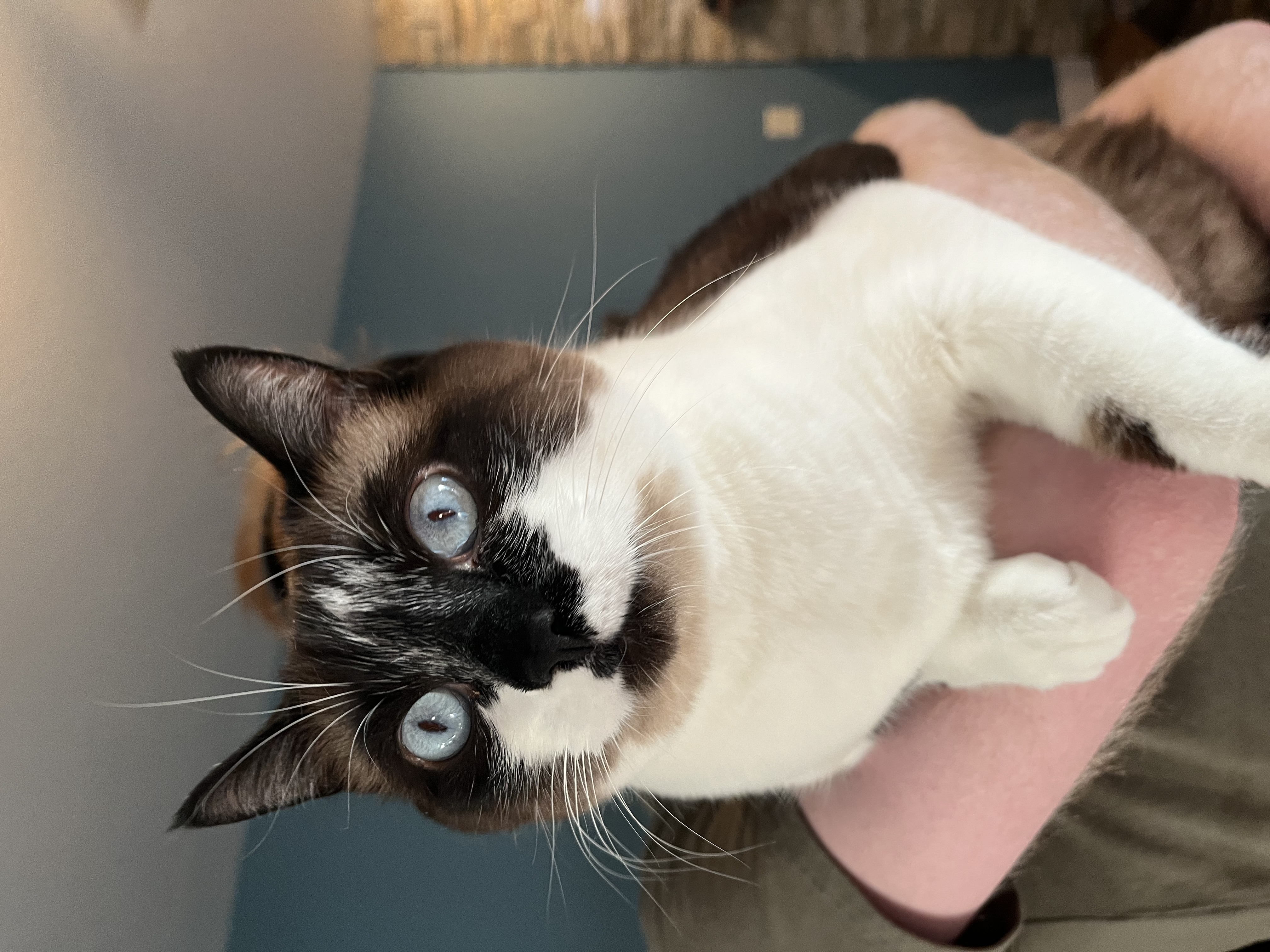 Kiki with blue eyes