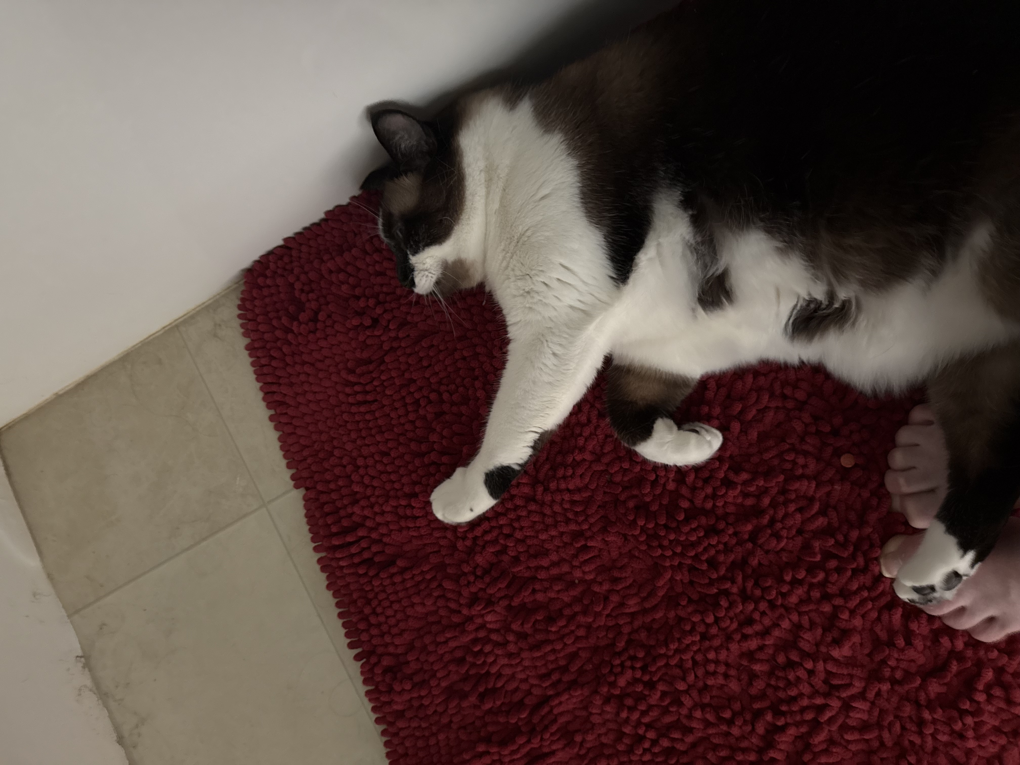 Kiki on red mat
