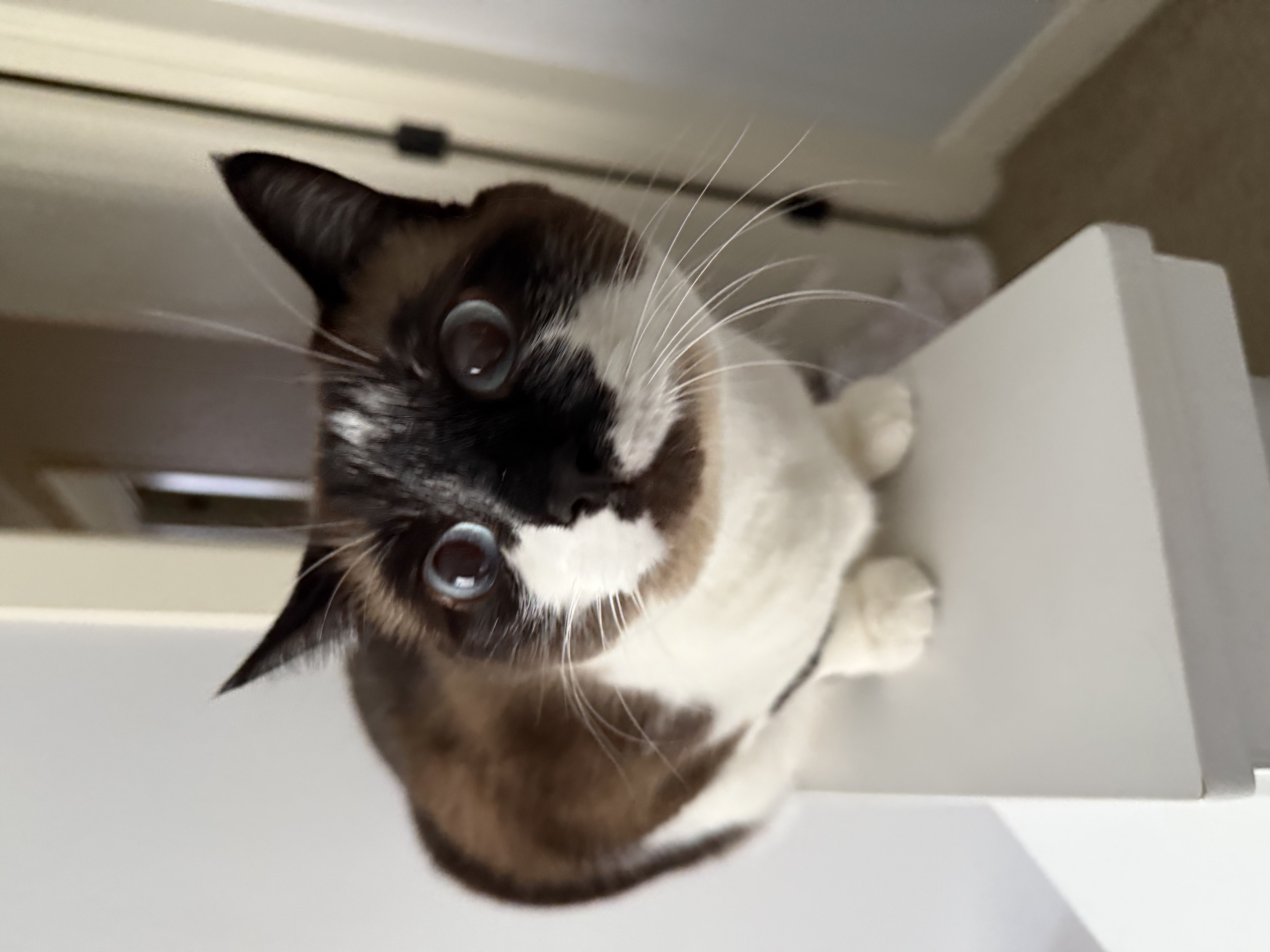 Kiki alarmed