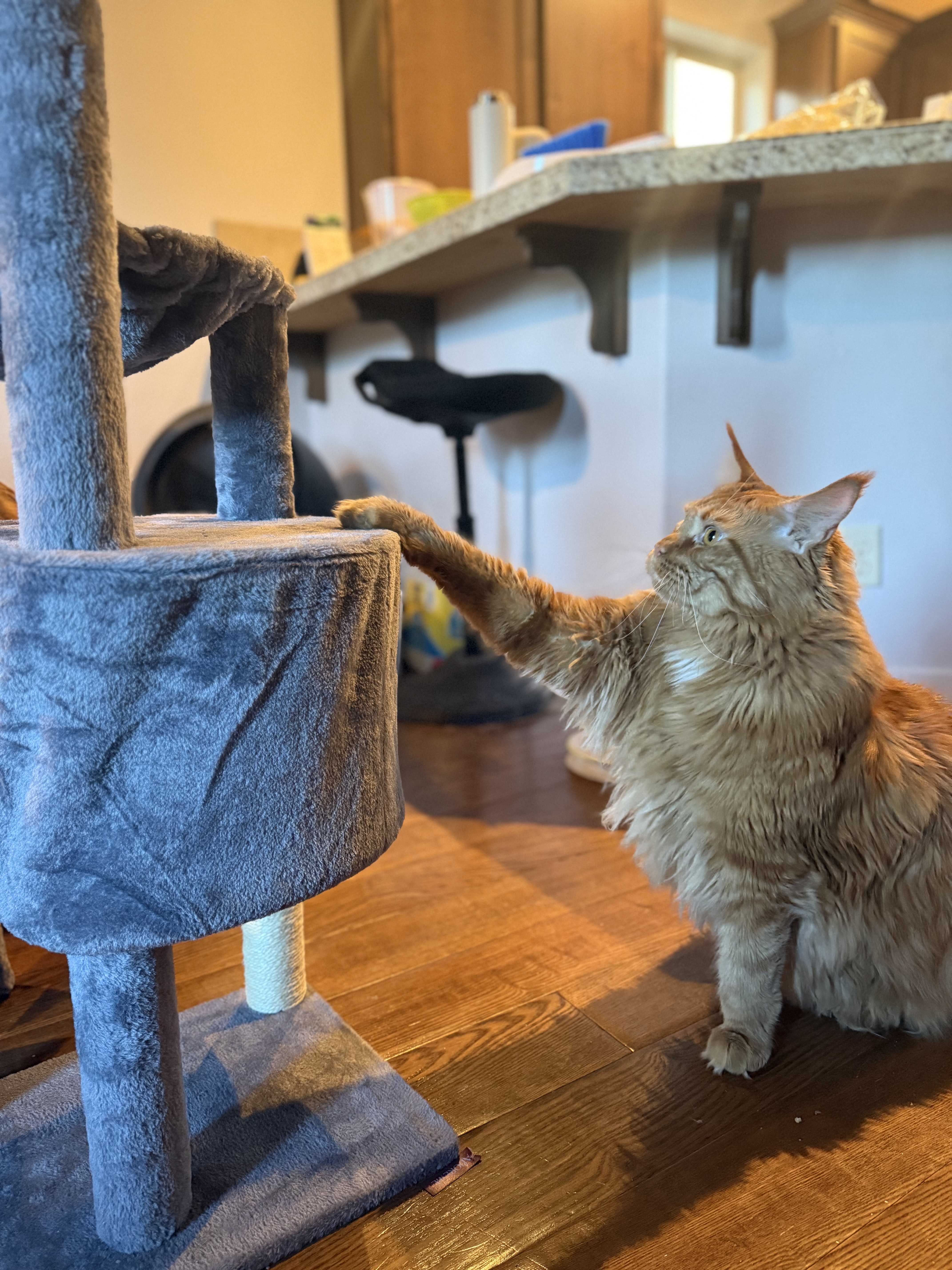 Leroy and new cat tree