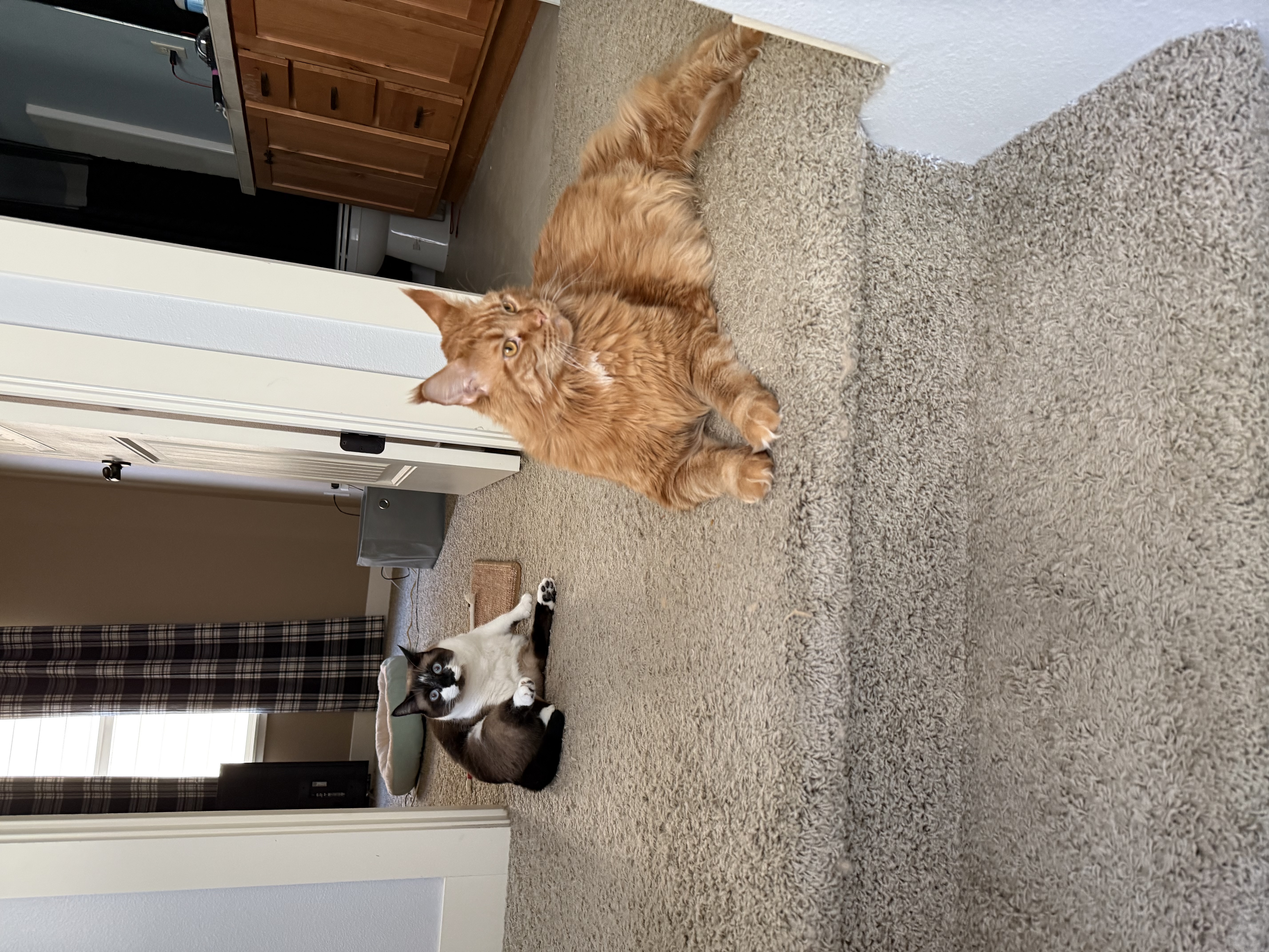 Kiki and Leroy on stairs